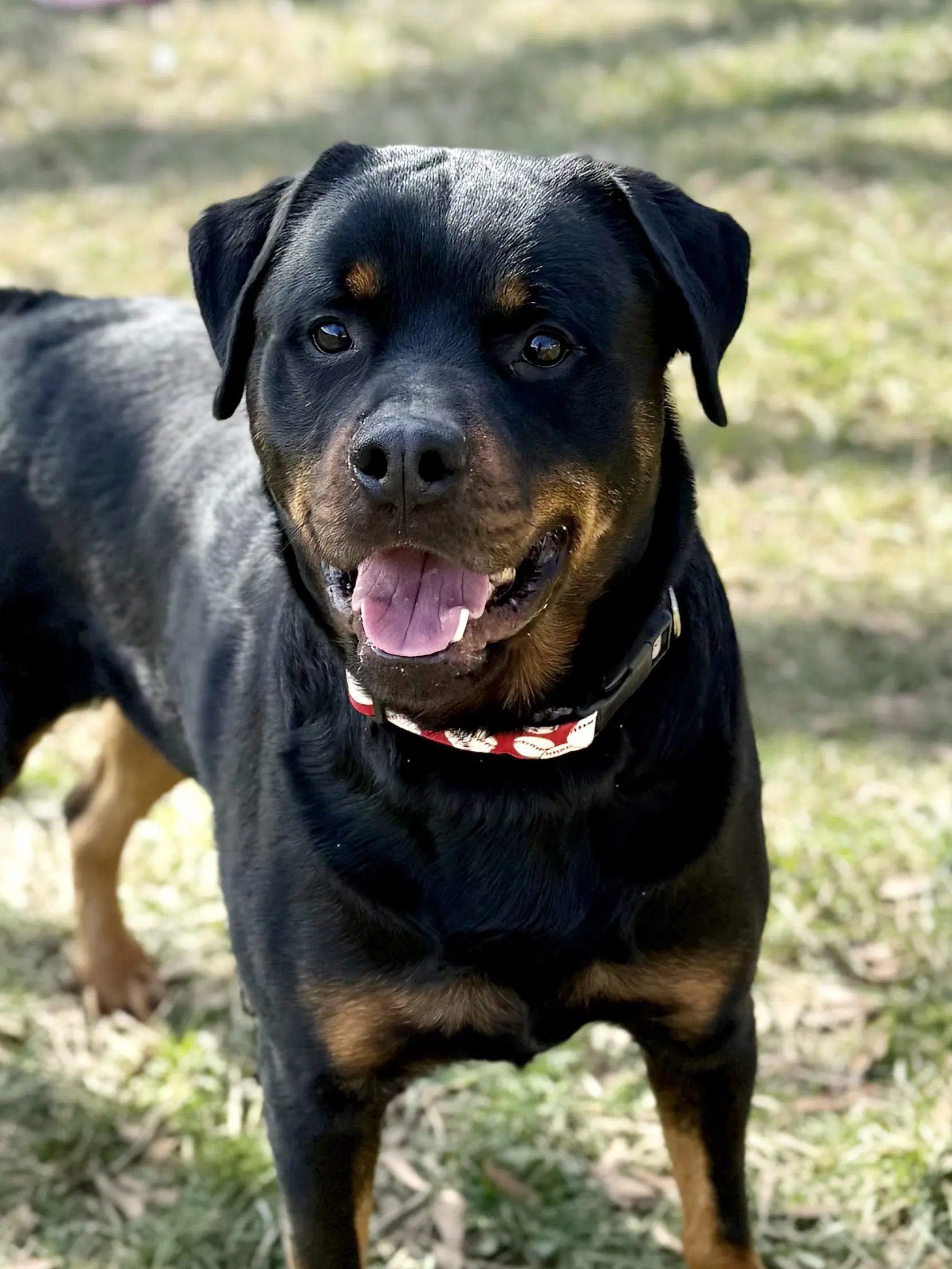 Rogue - Rottweiler