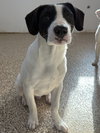 Finn