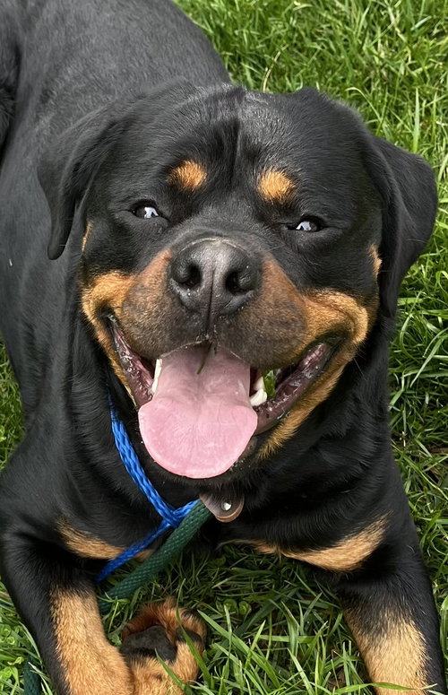 Benson, an adoptable Rottweiler in Mooresville, NC