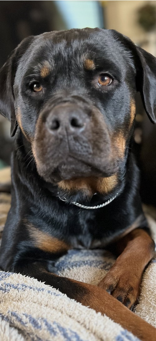 Libby, an adoptable Rottweiler in Mooresville, NC