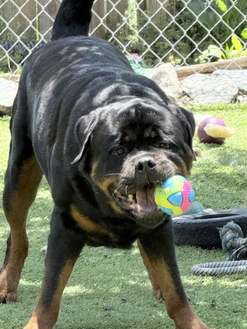Big Poppa, an adoptable Rottweiler in Mooresville, NC