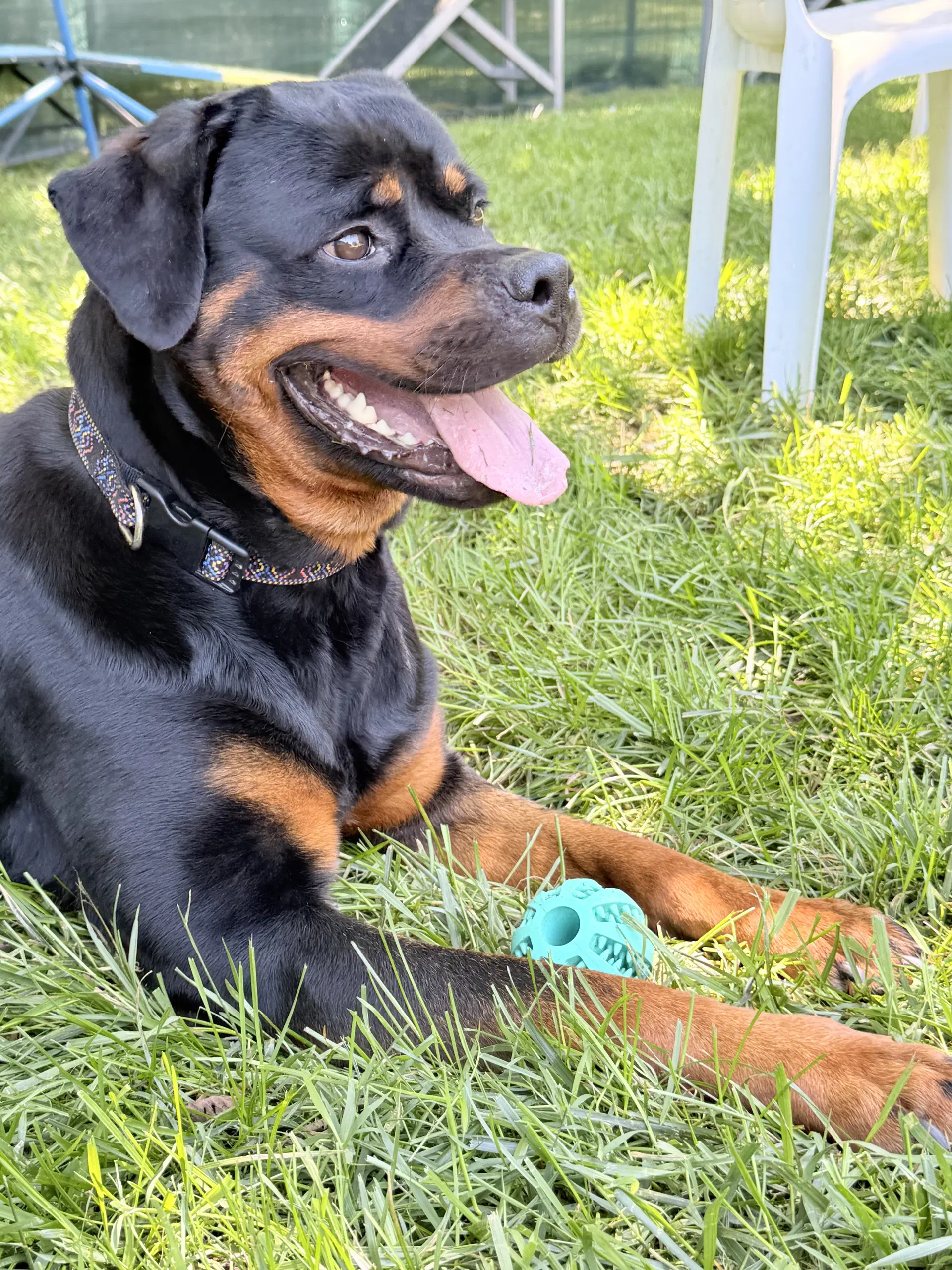 Fudgie - Rottweiler