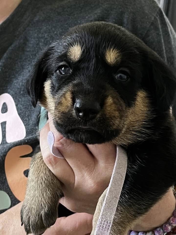 Gemstone puppies females