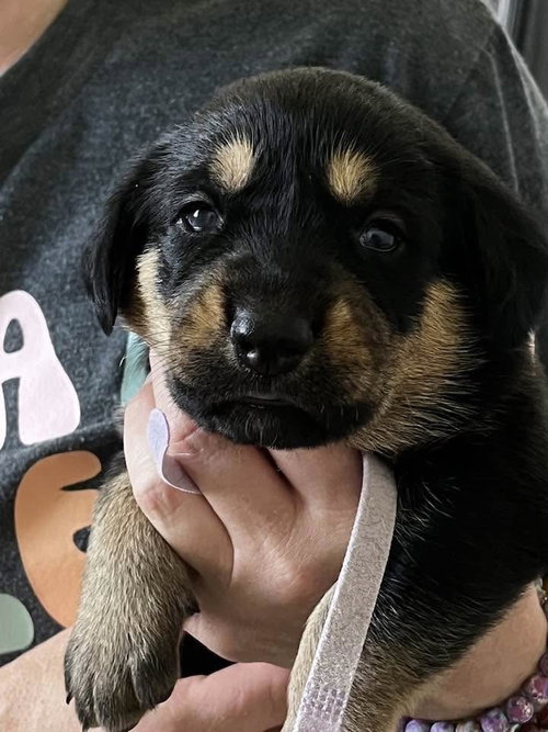 Gemstone puppies females, an adoptable Rottweiler in Mooresville, NC