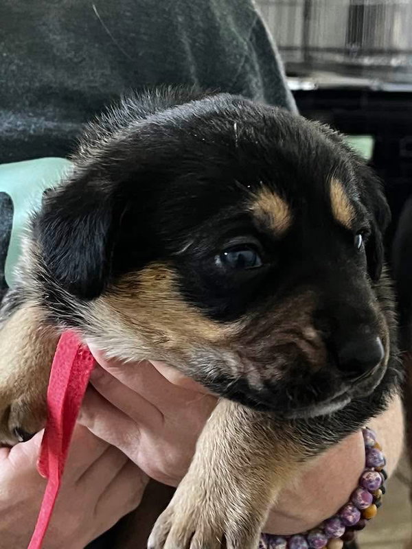 Gemstone puppies females