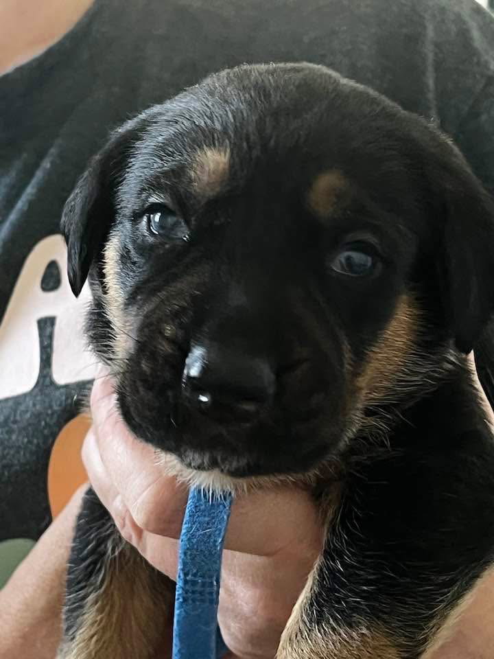 Gemstone puppies Male