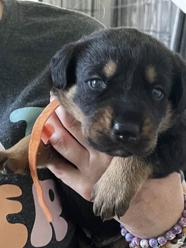 Gemstone puppies Male