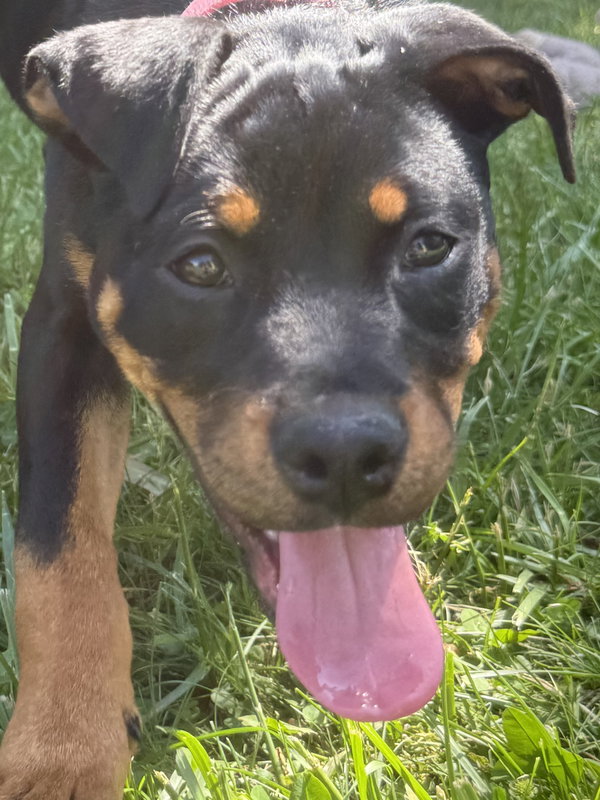 Rosie