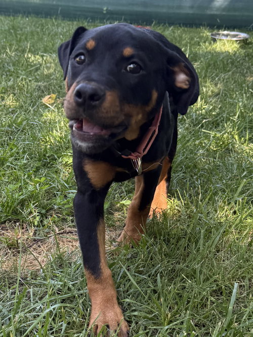 Rosie, an adoptable Rottweiler in Mooresville, NC