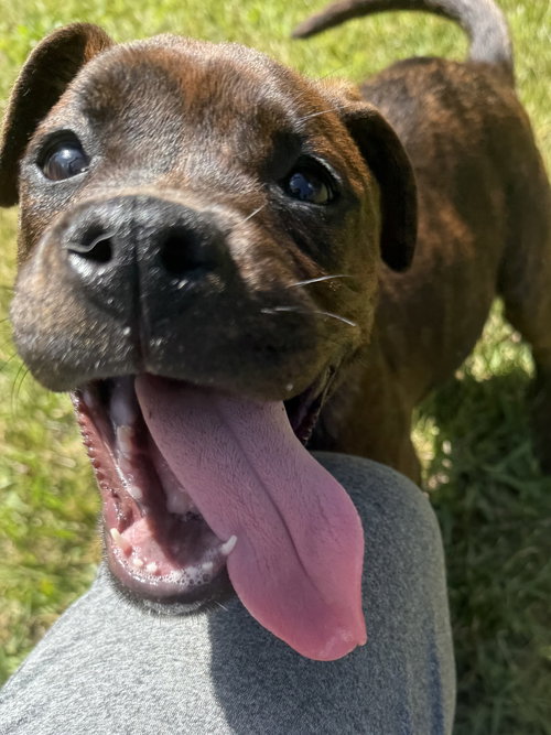 Freckles, an adoptable Boxer in Mooresville, NC