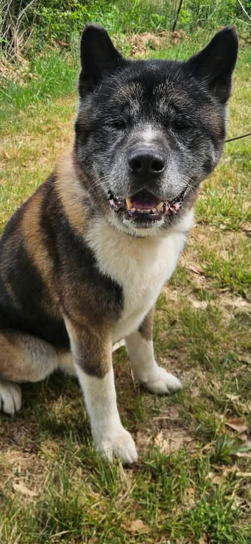 Coda, an adoptable Akita in Mooresville, NC