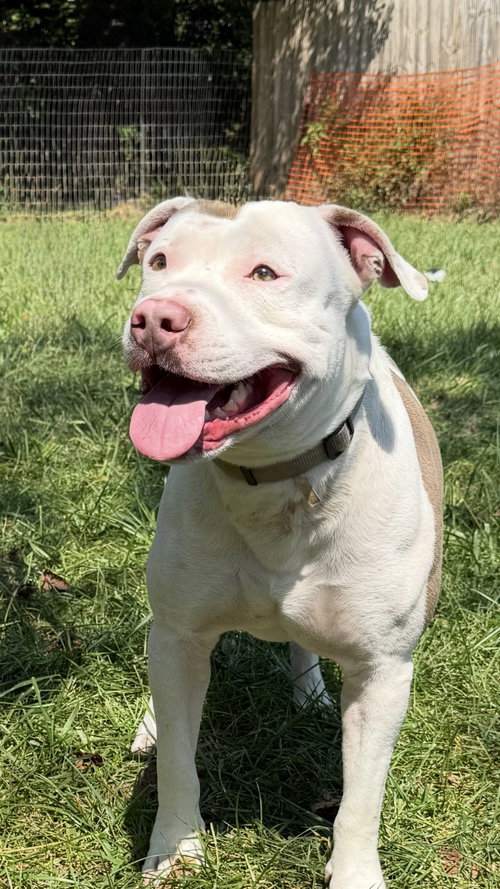 Jake, an adoptable American Bulldog in Mooresville, NC