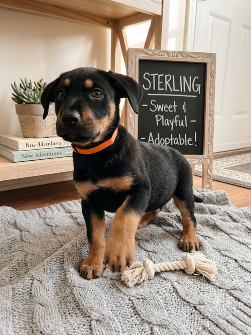 Sterling, an adoptable Rottweiler in Mooresville, NC