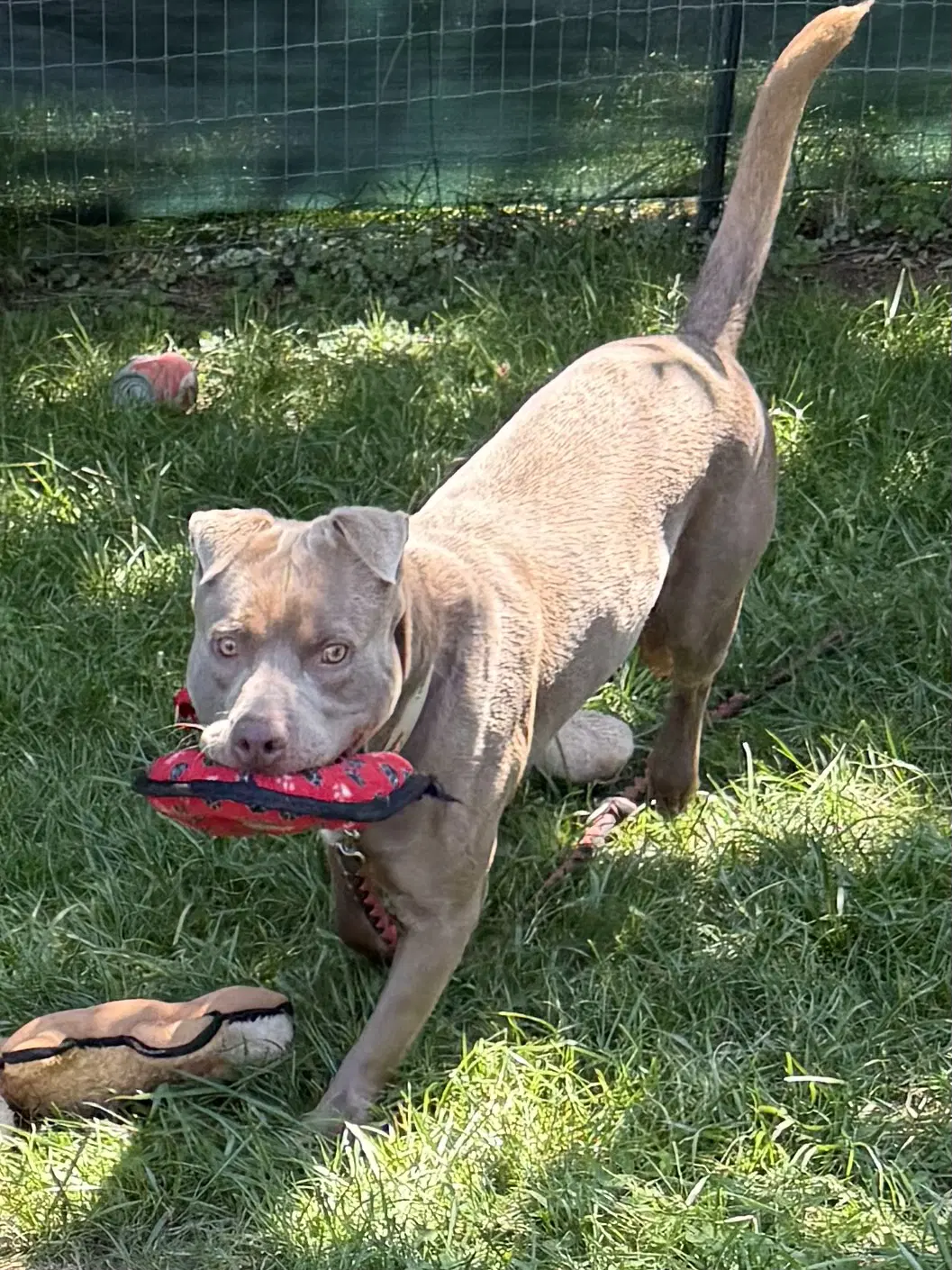 Cooper image 3