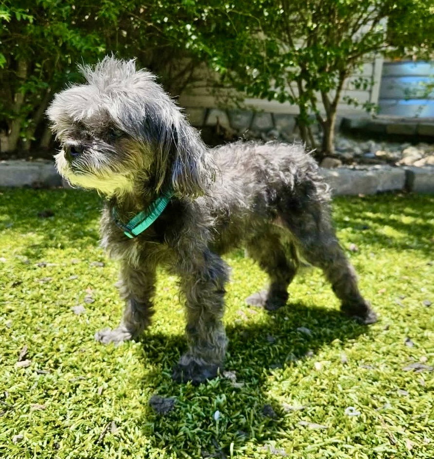 Dixie Belle