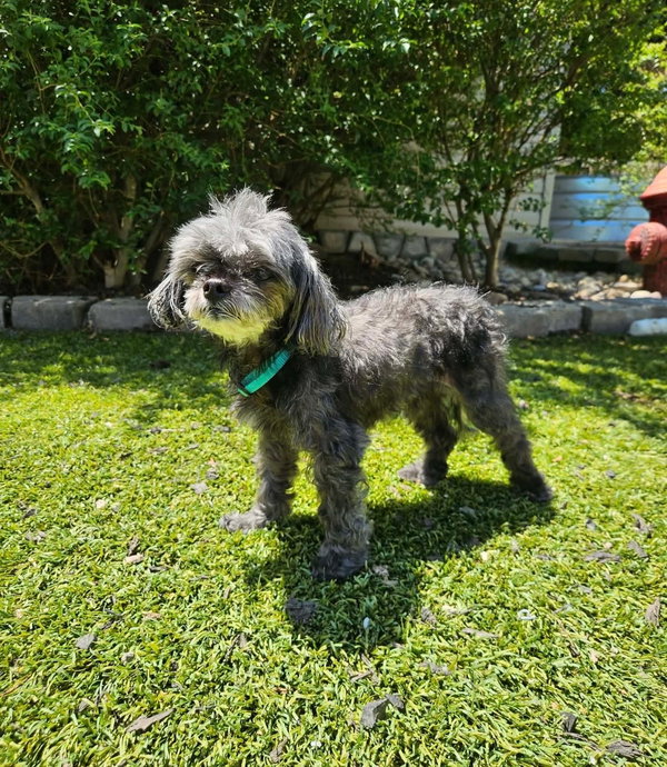 Dixie Belle