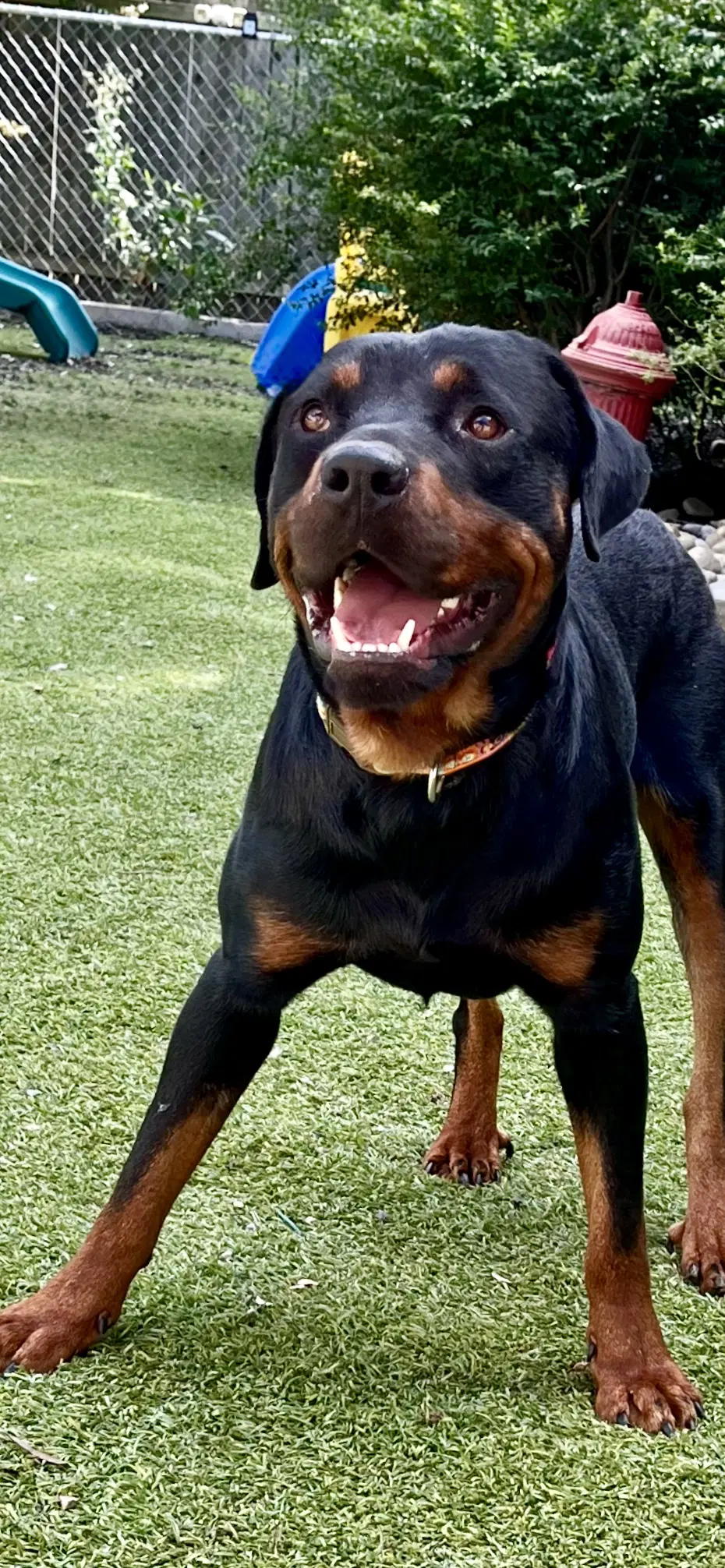 Ben - Rottweiler
