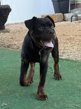 Griffin - Rottweiler