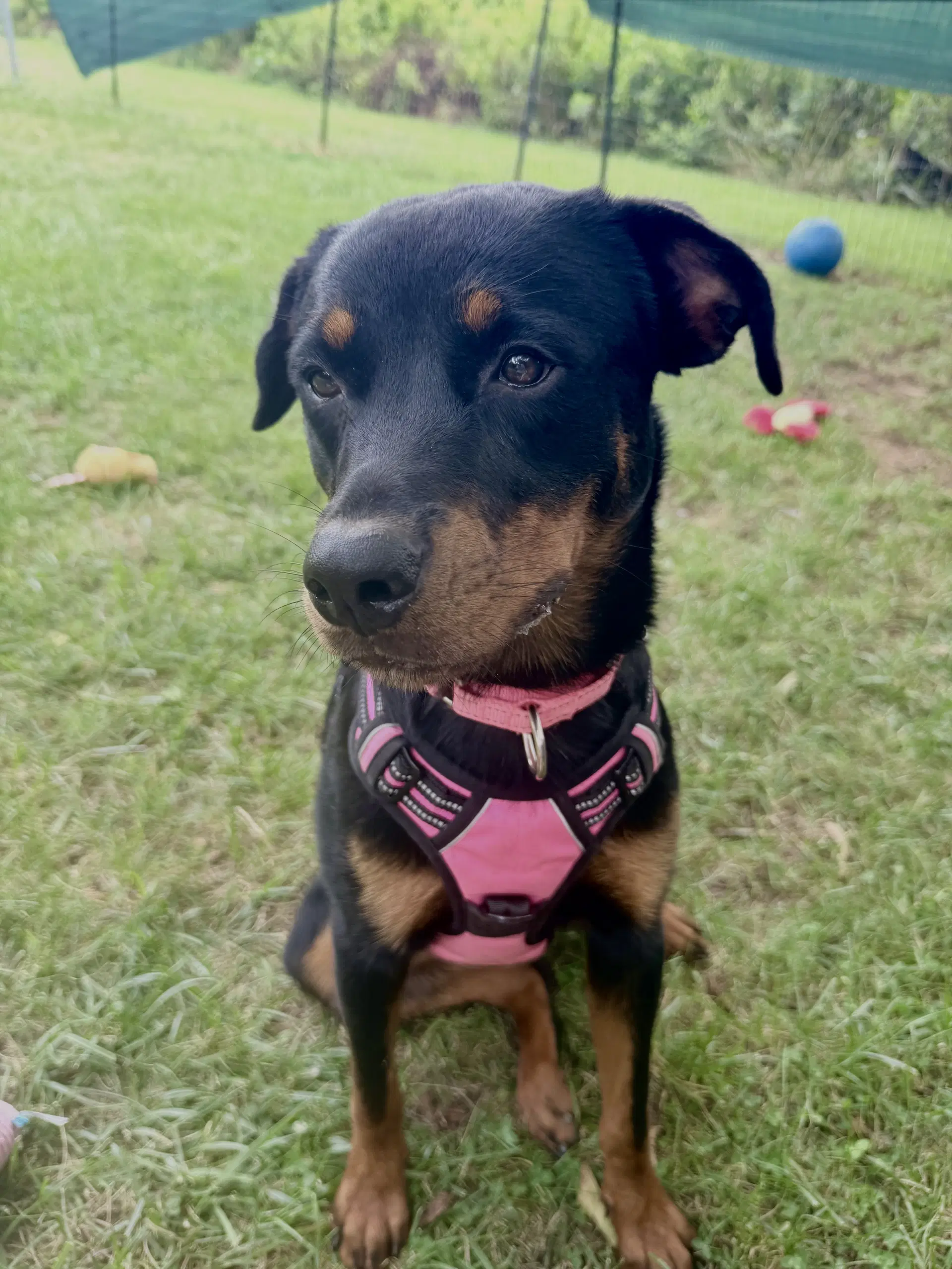 Haley - Rottweiler