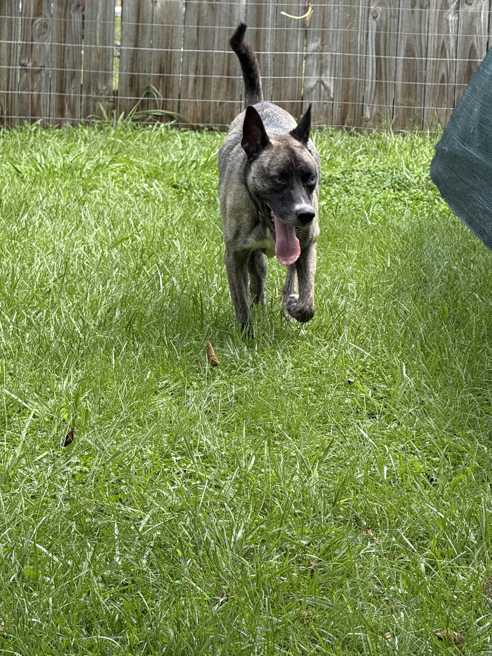 Josie, photo 7
