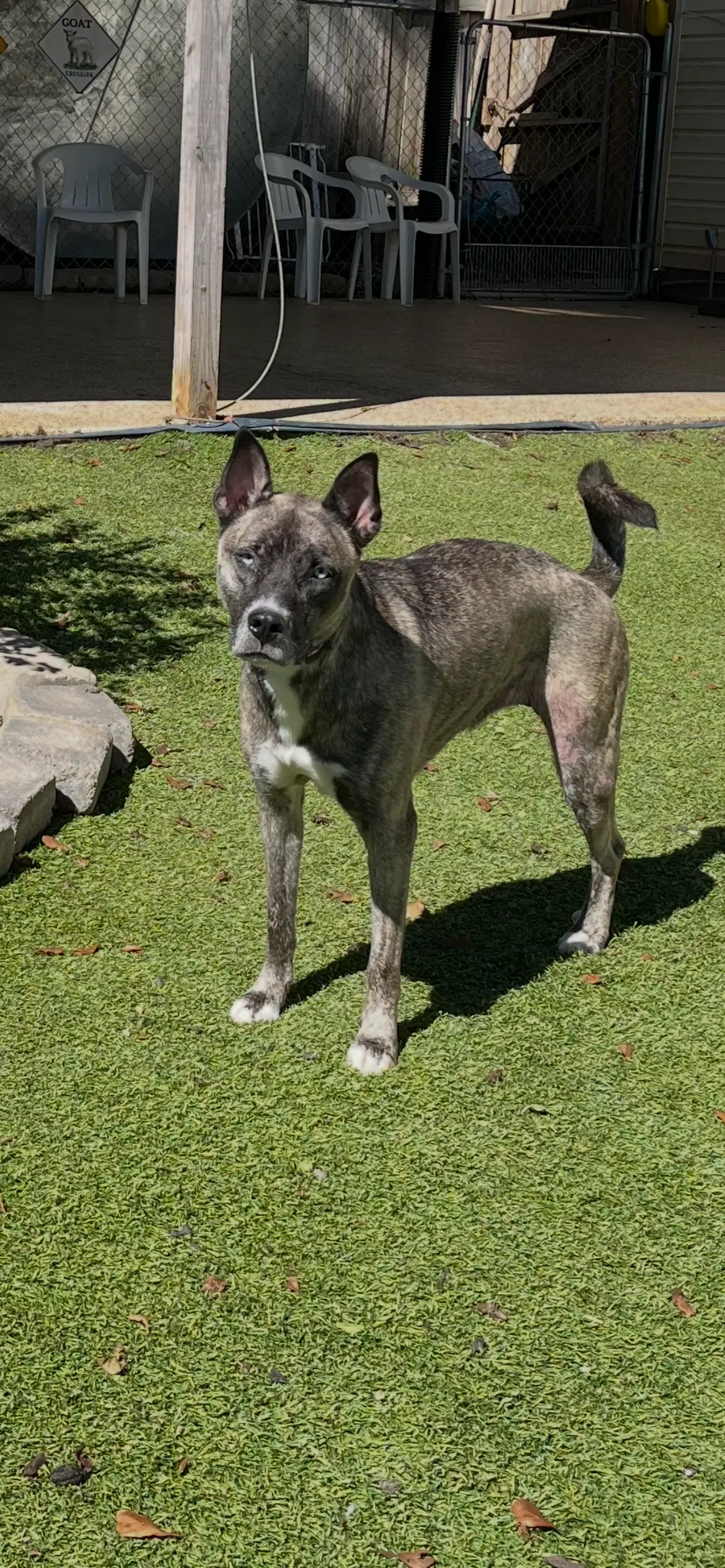 Josie - Dutch Shepherd
