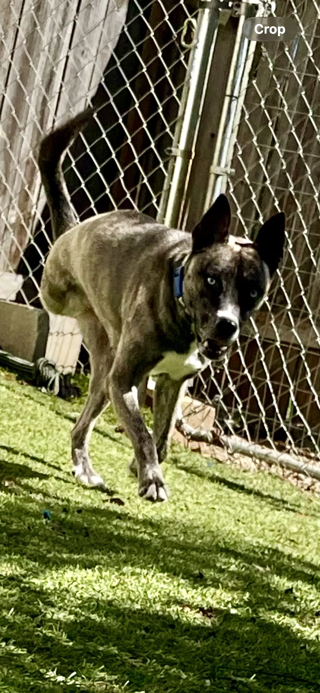 Josie image 3