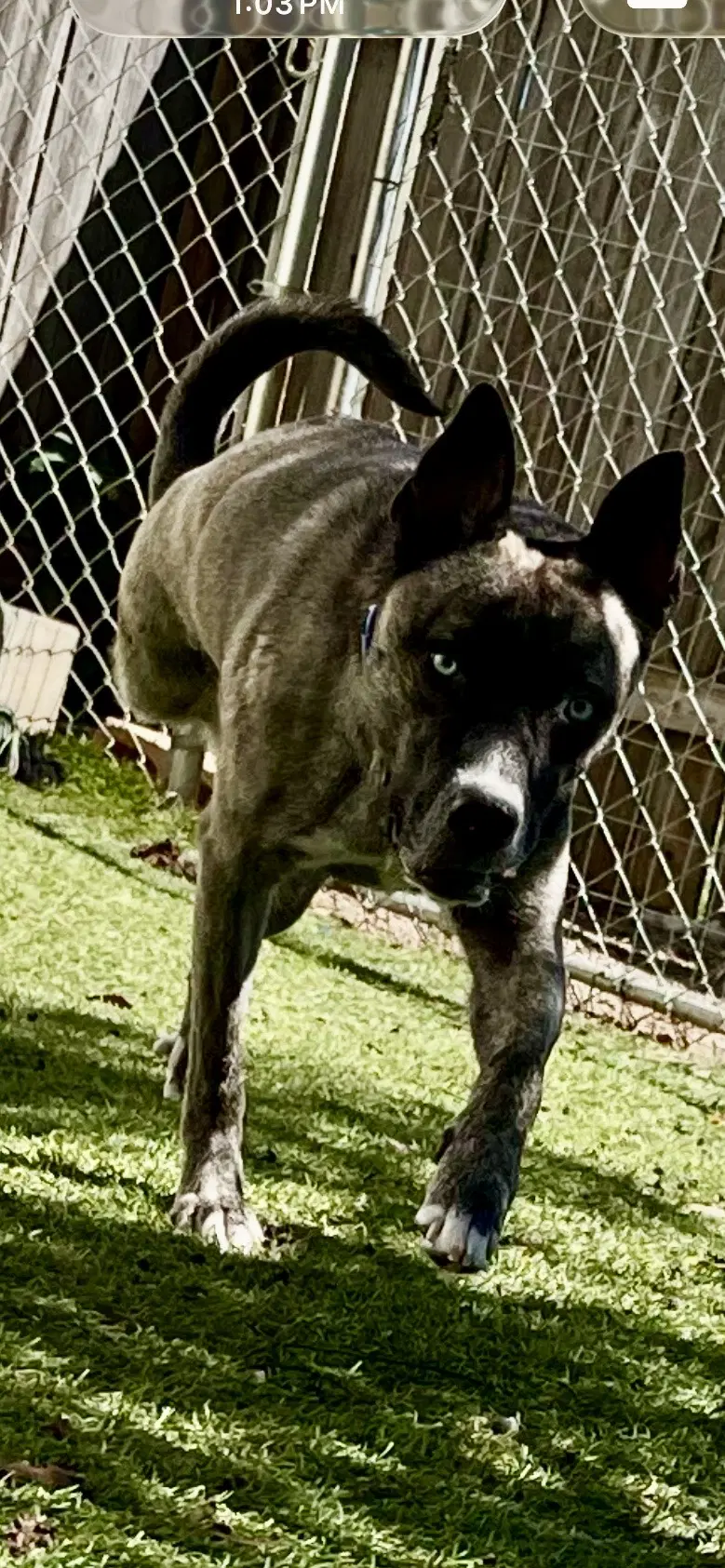 Josie image 4