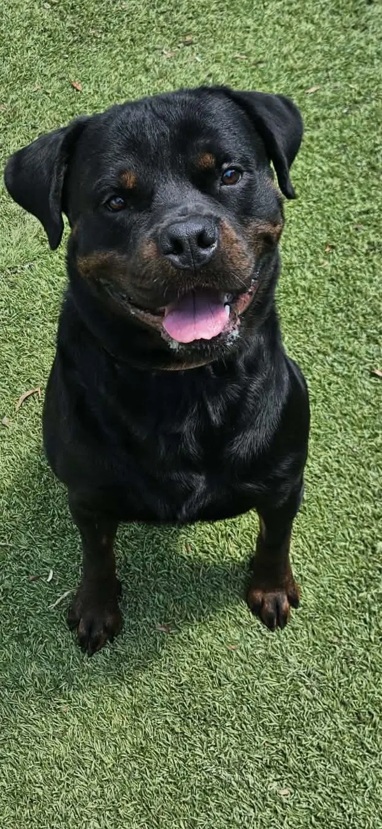 Bane - Rottweiler