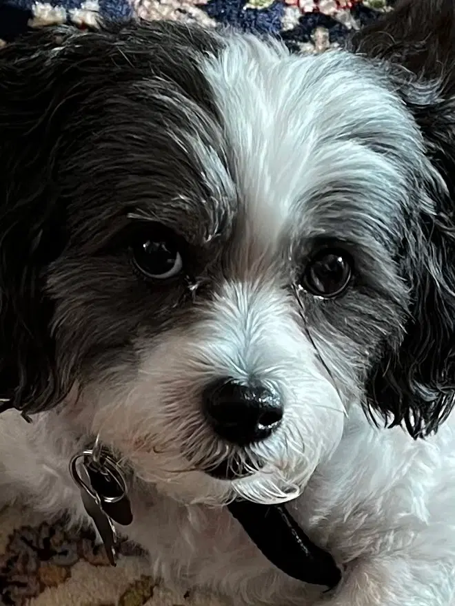 Cooper image 1