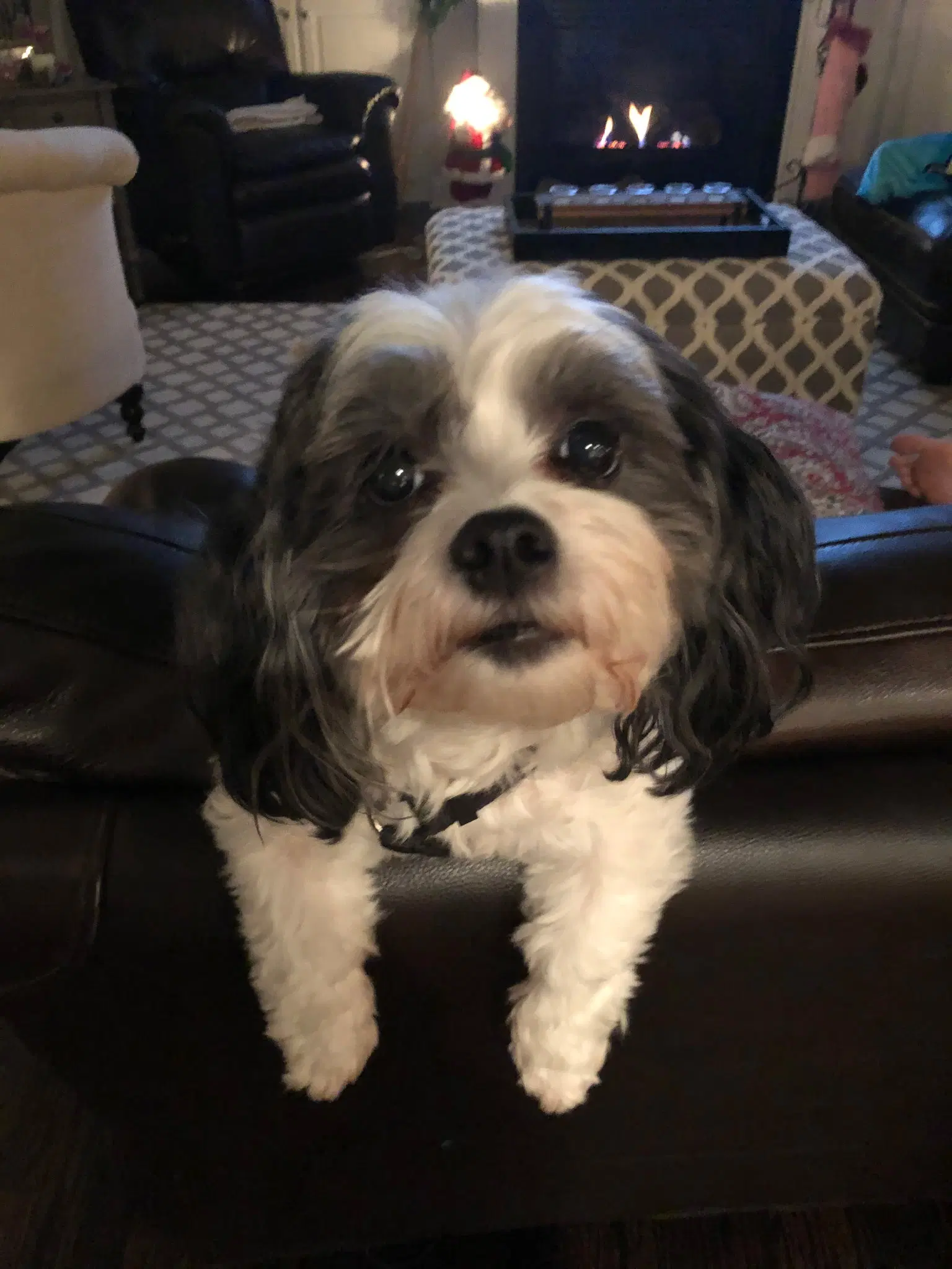 Cooper image 2