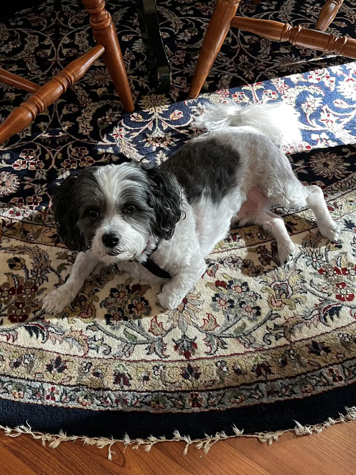 Cooper image 3
