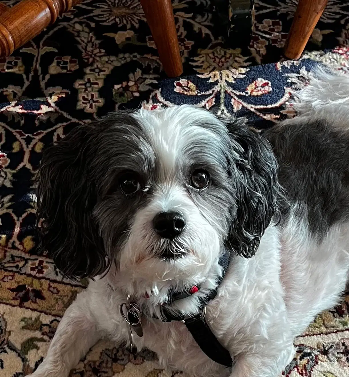 Cooper image 4