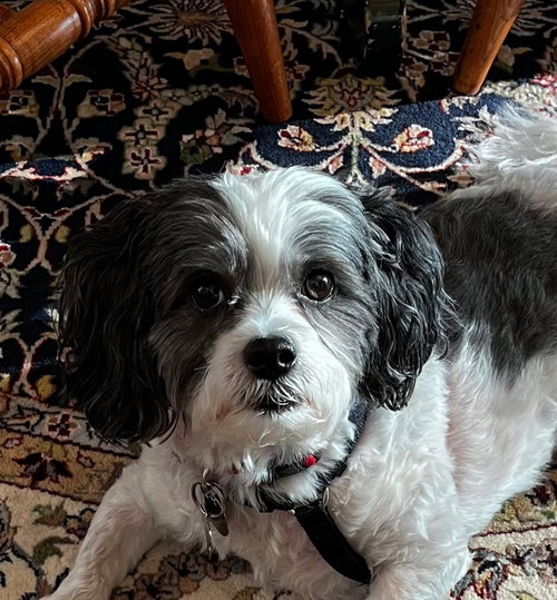 Cooper photo 3