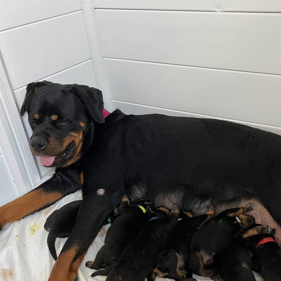 Rottweiler Puppy ( Evangelina), Rottweiler