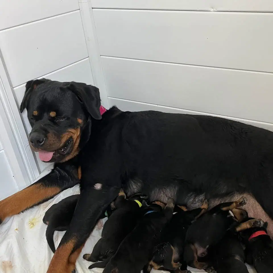 Rottweiler Puppy  Evangelina - Rottweiler
