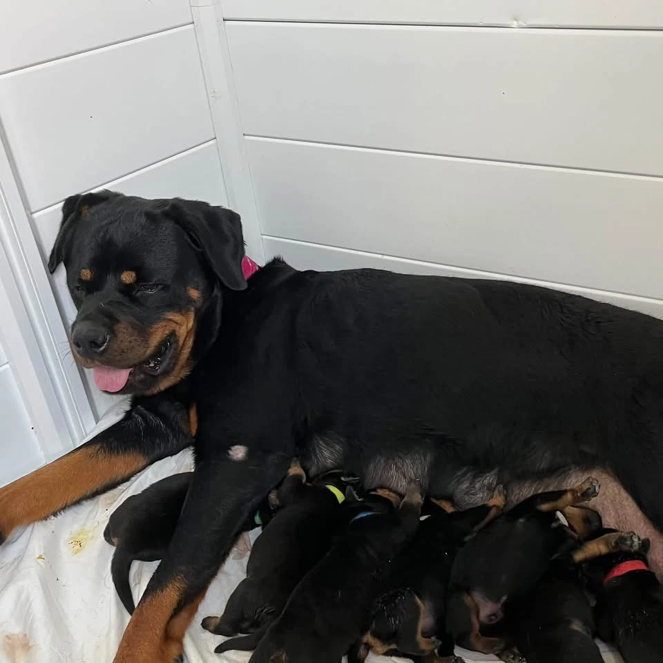 Rottweiler Puppy  Evangelina