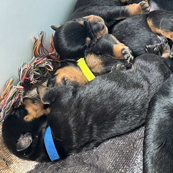 Rottweiler Puppy ( Evangelina)