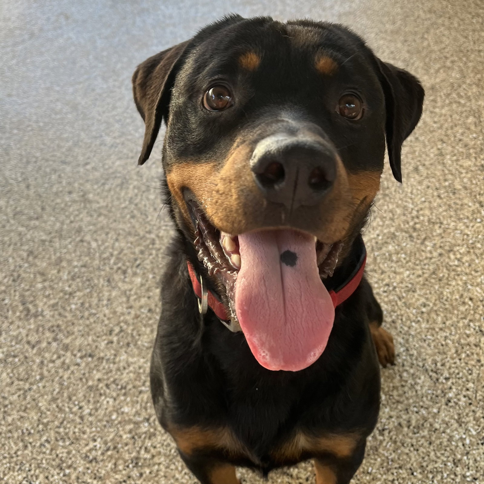 Noodles, Rottweiler