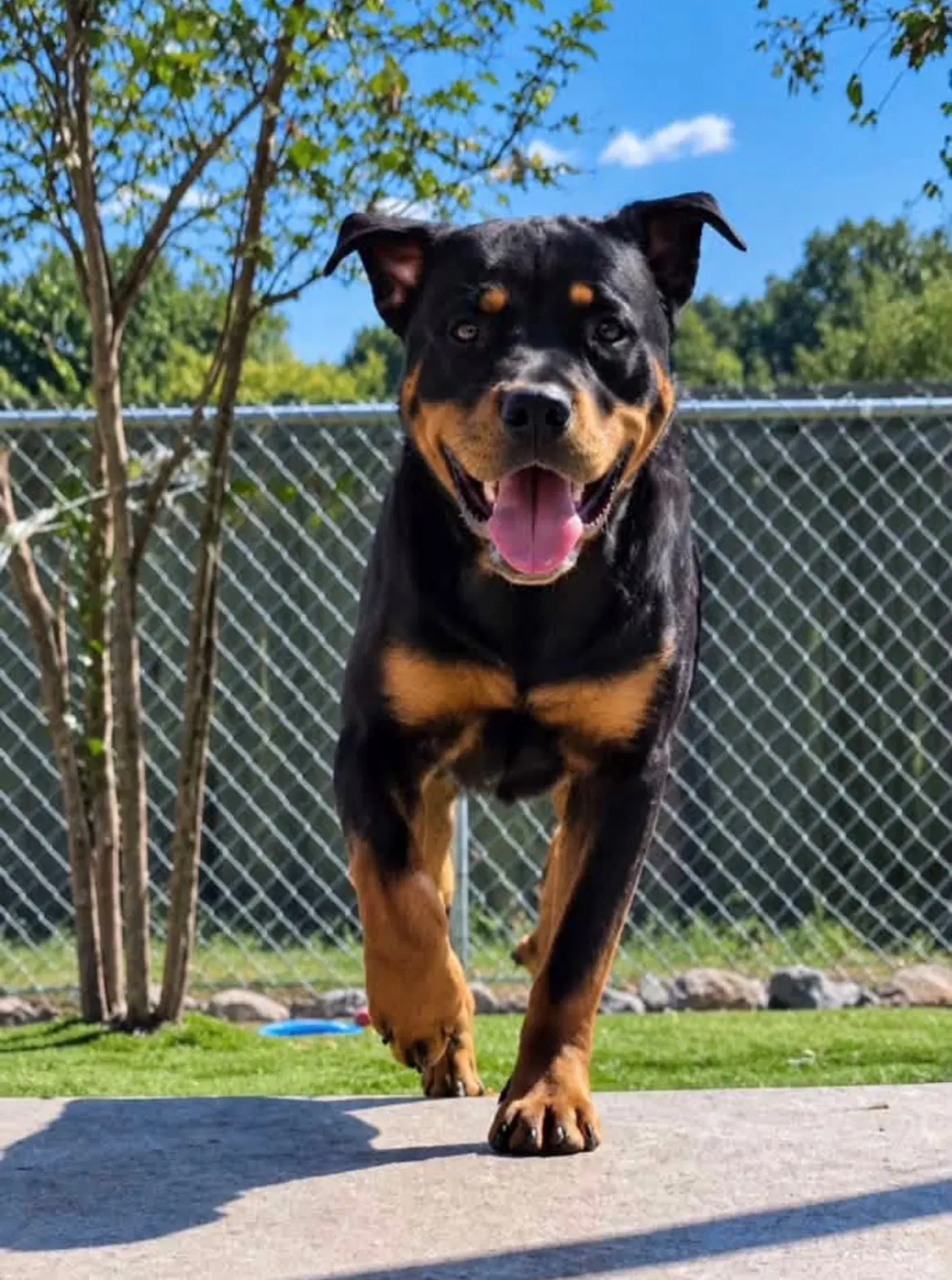 Kilough - Rottweiler