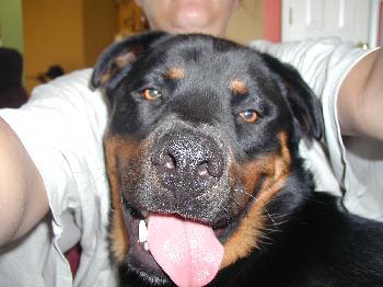 Tonka 