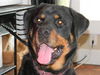 Truman
