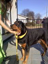Tucker