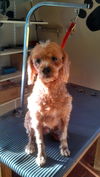 Tucker