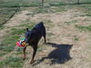 Trixie