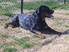 Trixie