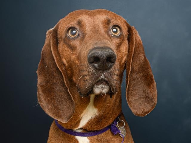 adoptable Dog in Denver, CO named DIESEL