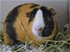 adoptable Guinea Pig in denver, CO named SPICY NUGGET