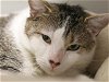adoptable Cat in denver, CO named BRUCE