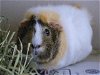 adoptable Guinea Pig in , CO named LILAH