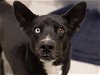 adoptable Dog in denver, CO named BLEU